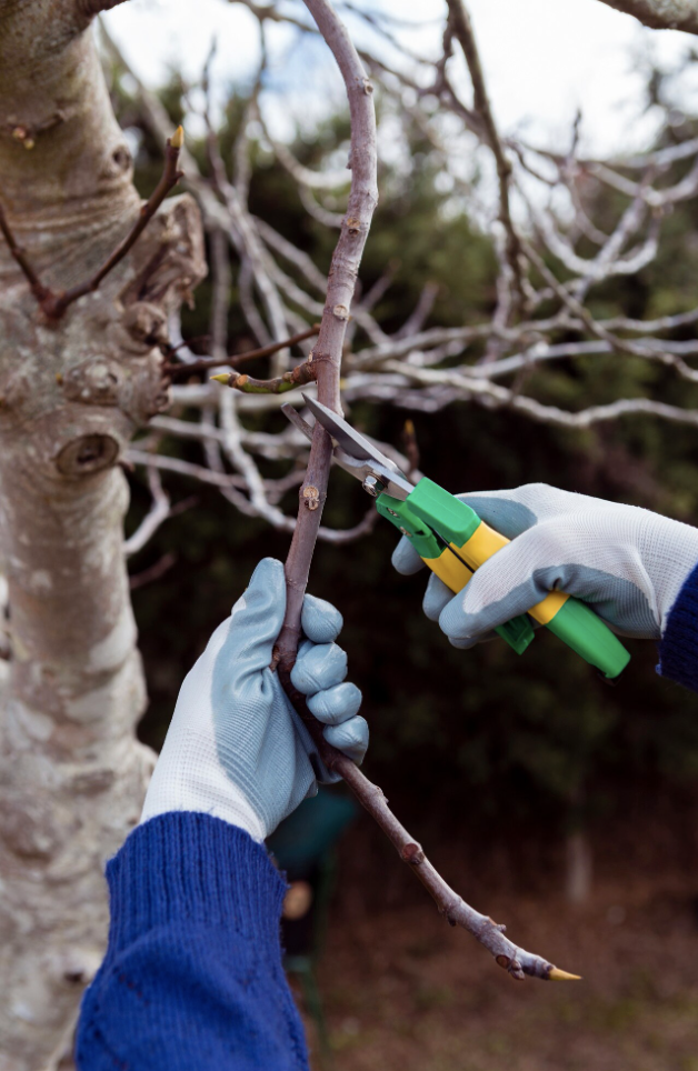 Garden & Flowers tools